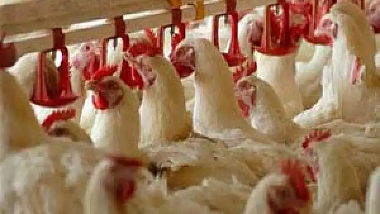 Tavuğa doyamıyoruz