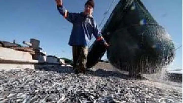 Hamside 'ikinci Bahar' Yaşanıyor