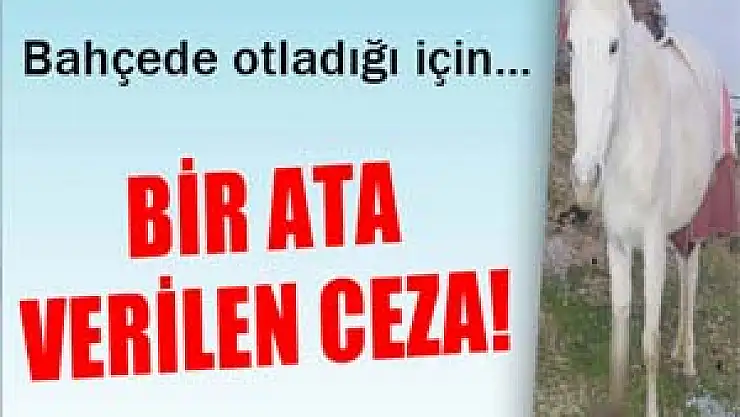 Atın ayağını kesip ölüme terk ettiler