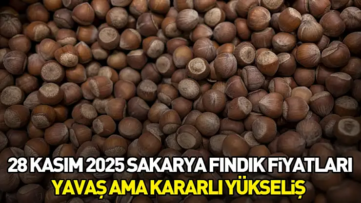 28 Kasım 2025 Sakarya Fındık Fiyatları | Yavaş Ama Kararlı Yükseliş