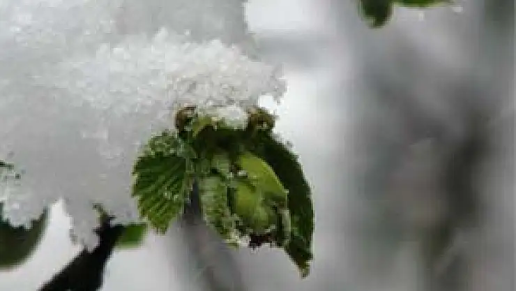 Fındık Üreticisine 'Tarım Sigortası' Uyarısı