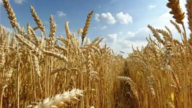 Buğdayda Verim Dünya Ortalamasının Altında 