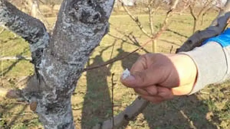 Şeftali ve Dut Üreticilerinin Dikkatine...