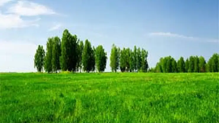 Miras tarlaya devlet müdahalesi geliyor!