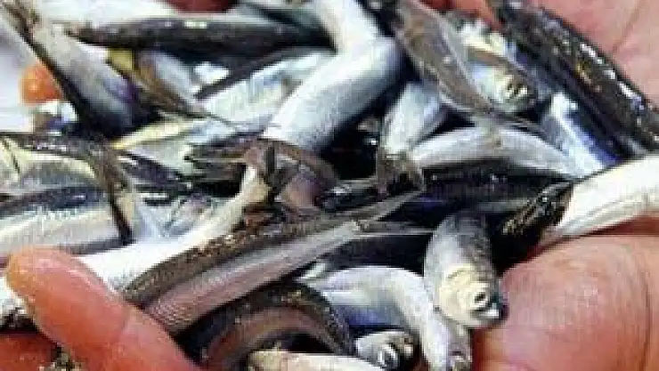 Balık fiyatları tavan yaptı!