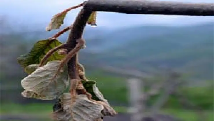 Ordu Kivisini Soğuk Kurbanı