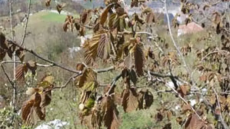 Fındık Yandı, Fiyatı 7 Lirayı Geçti