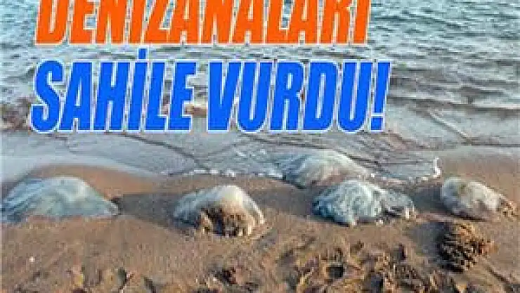 Yumurtalık'ta denizanaları sahile vurdu