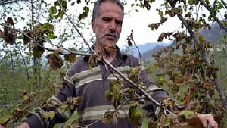 Dondan zarar gören bahçeler sonbaharı anımsatıyor
