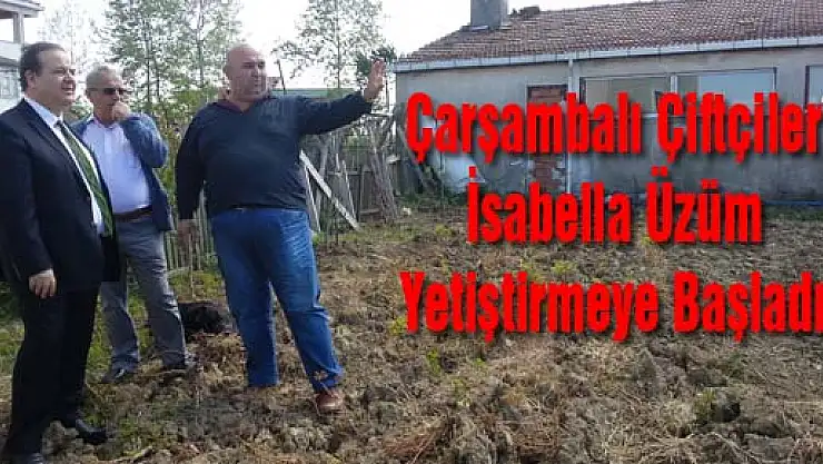 Çarşambalı Çiftçiler İsabella Üzüm Yetiştirmeye Başladı