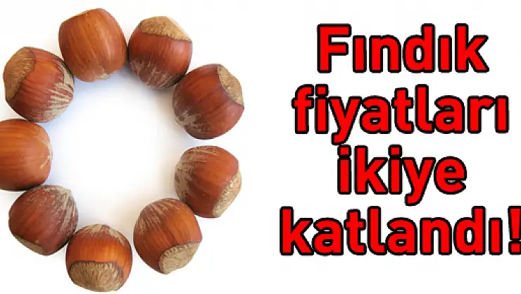 Fındık fiyatları ikiye katlandı!