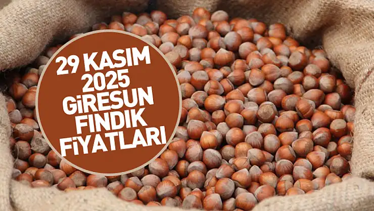29 Kasım 2025 Giresun Fındık Fiyatları | Premium Fındık Yeni Rekorlara Göz Kırpıyor