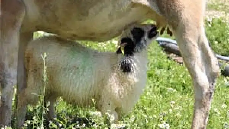 Annesinin Terk Ettiği Kuzuyu İnek Emziriyor