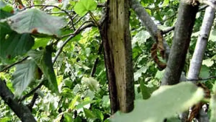 Fındık Üreticilerine 'Dalkıran' Uyarısı