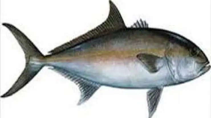 Balıklıgöl'deki balıklar ölüyor