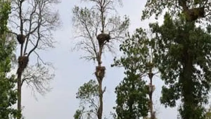 Leylekler, Turistleri Bafra'ya Çekti