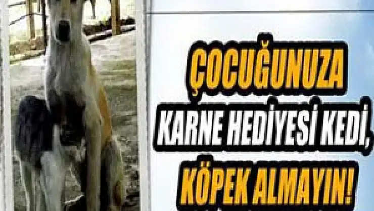 Çocuğunuza karne hediyesi kedi köpek almayın