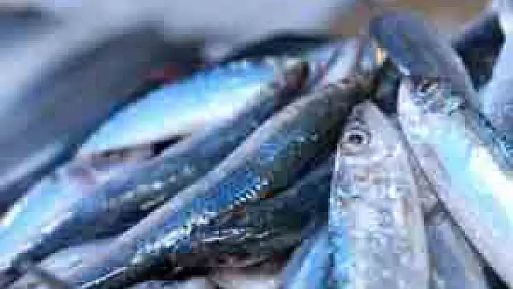 Türkiye 20 ülkeye hamsi ihraç etti