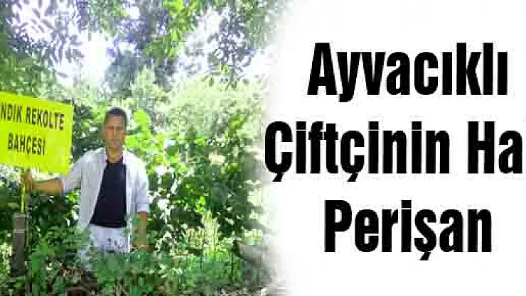 Ayvacıklı Çiftçinin Hali Perişan