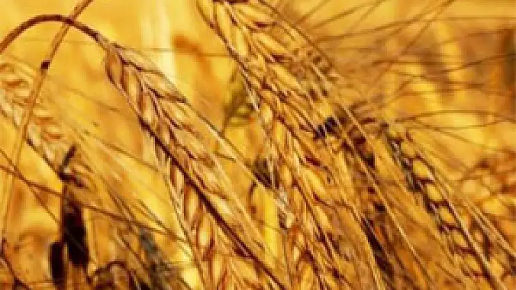 Verimi artırmanın yolu araziye değil tarıma yatırımdan geçiyor