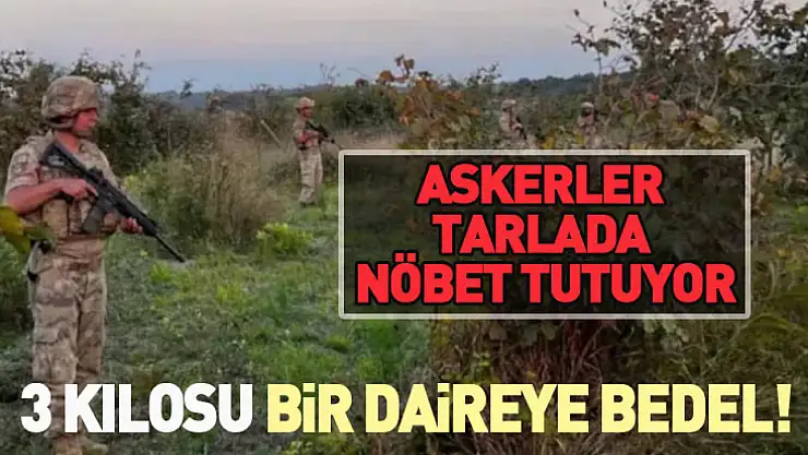 3 Kilo Safran, Bir Daireye Bedel