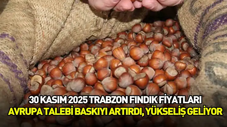 30 Kasım 2025 Trabzon Fındık Fiyatları | Avrupa Talebi Baskıyı Artırdı, Yükseliş Geliyor