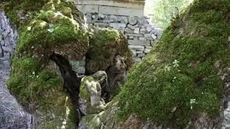 300 yıllık dut ağacında gizemli figür! Gören bir daha bakıyor