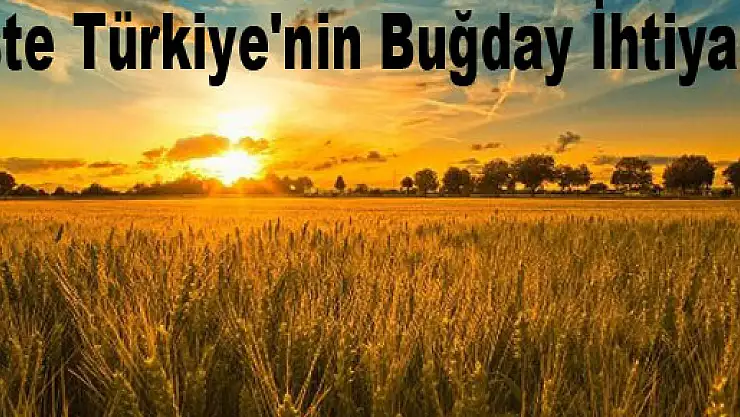 İşte Türkiye'nin Buğday İhtiyacı