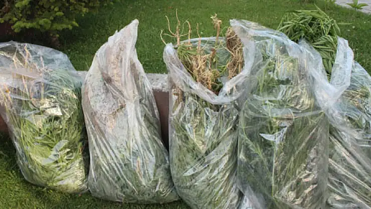 Uyuşturucuya Jandarma'dan geçit yok!