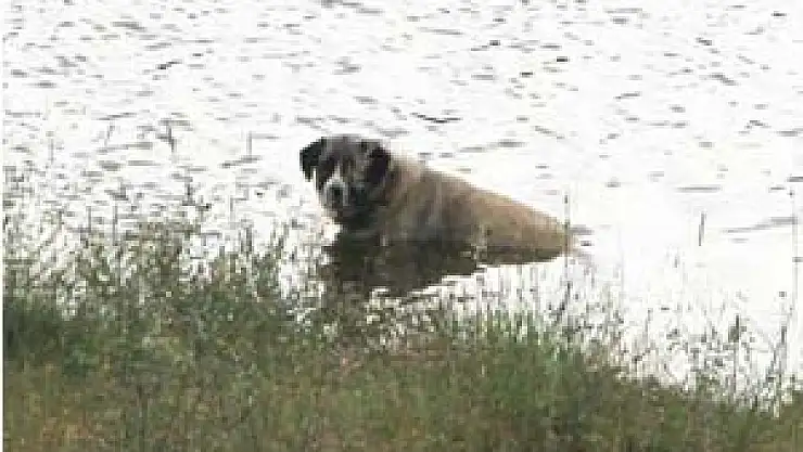 Kavak'ta Sıcaklık 42 Dereceyi Gördü