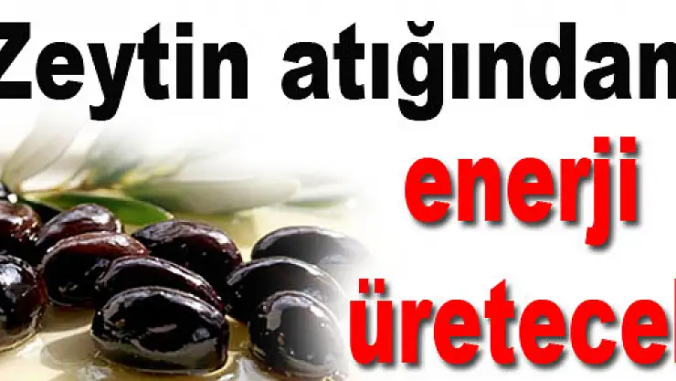 Zeytin atığından enerji üretecek