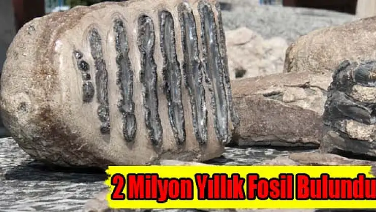 2 Milyon Yıllık Fosil Bulundu