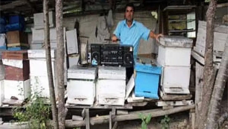 Arabesk dinleyen arıların balı arttı