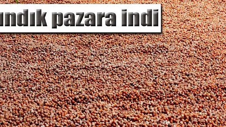 Fındık pazara indi