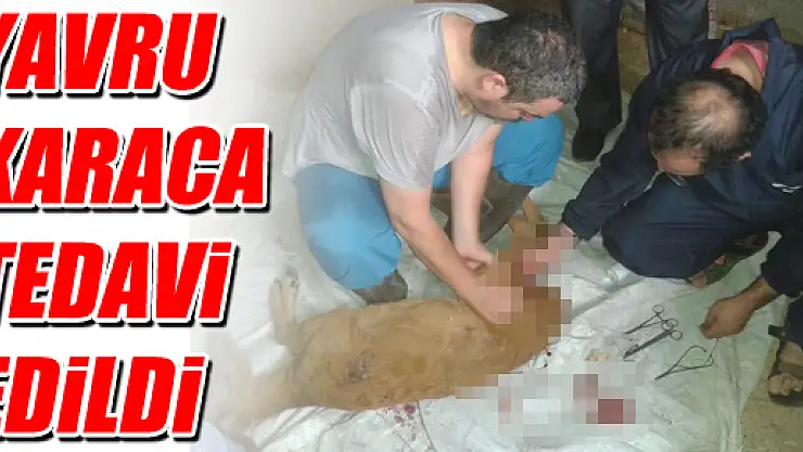 Yavru Karaca tedavi edildi