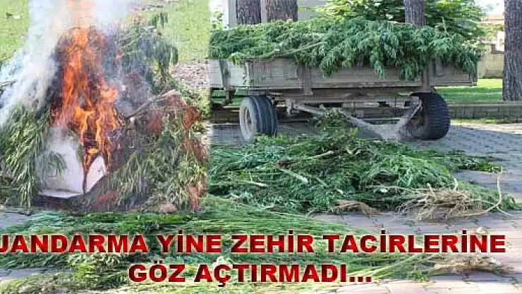 Jandarma, zehir tacirlerine göz açtırmadı 