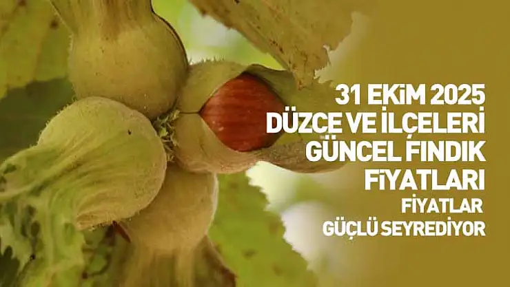 31 Ekim 2025 Düzce Güncel Fındık Fiyatları: Haftanın Son Gününde Fiyatlar Güçlü Seyrediyor