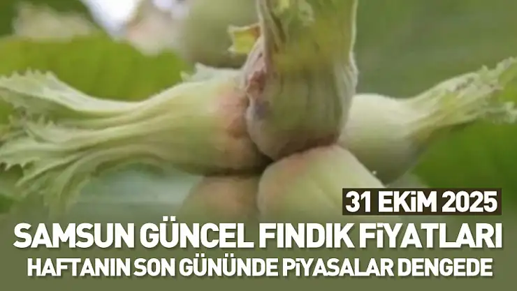 31 Ekim 2025 Samsun Güncel Fındık Fiyatları: Haftanın Son Gününde Piyasalar Dengede
