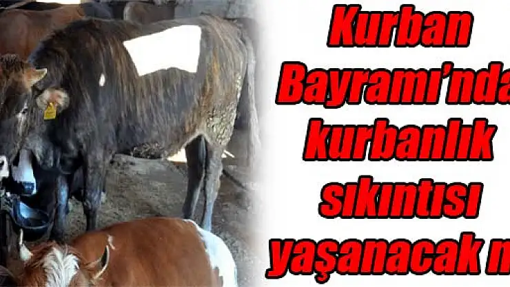 Kurban Bayramı'nda kurbanlık sıkıntısı yaşanacak mı?