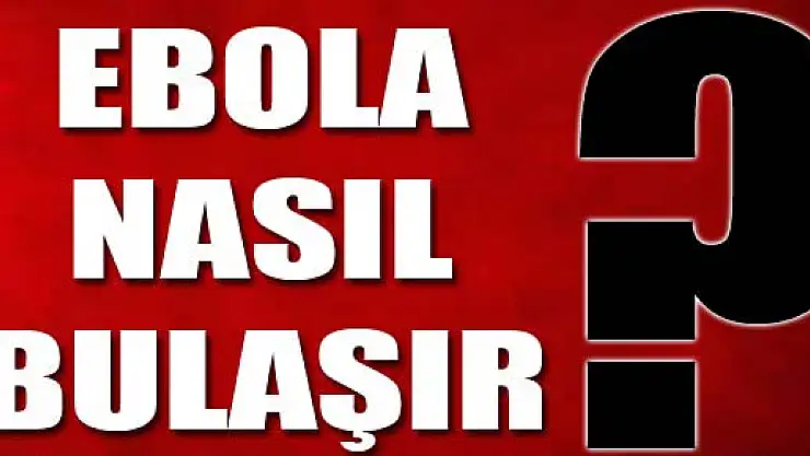'Ebola' insanlara maymunlardan bulaşıyor