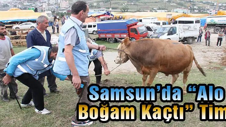 Samsun'da 'Alo Boğam Kaçtı' Timi