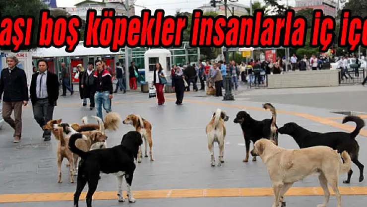 BAŞIBOŞ KÖPEKLER İNSANLARLA İÇ İÇE 