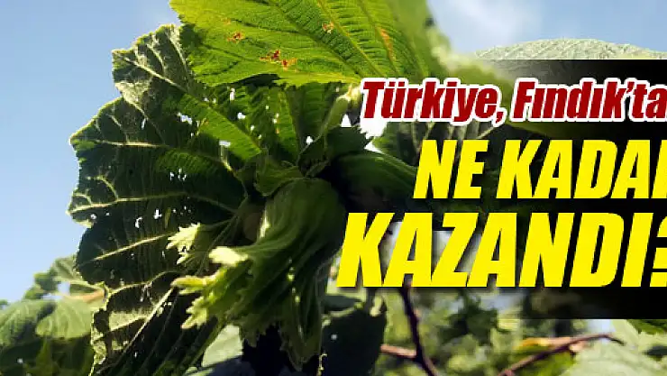 Türkiye Fındık'tan ne kadar kazandı?