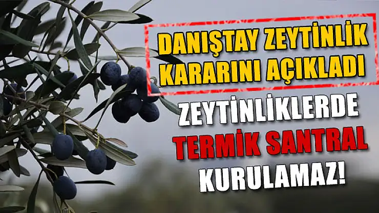 Danıştay'ın Yırca'daki zeytinlik alanla ilgili gerekçeli kararı açıklandı