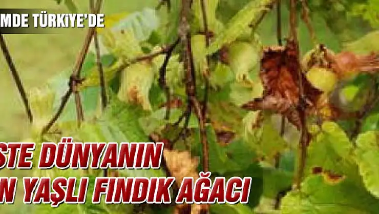 Dünyanın en yaşlı fındık ağacı