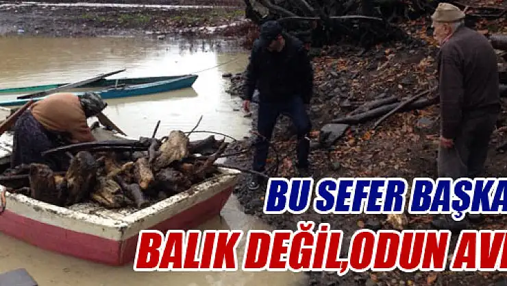 BALIK DEĞİL, ODUN AVI!