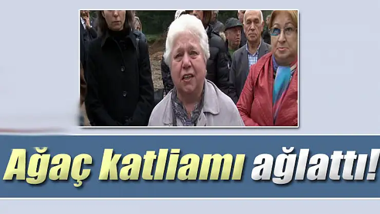 Ağaç katliamı ağlattı!