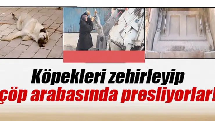 Köpekleri zehirleyip çöp arabasında presliyorlar