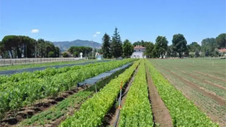 Samsun'da 50 Bin Adet Fidan Dikildi