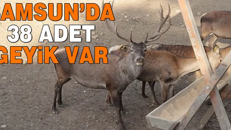 Samsun'da 38 Adet Geyik Var